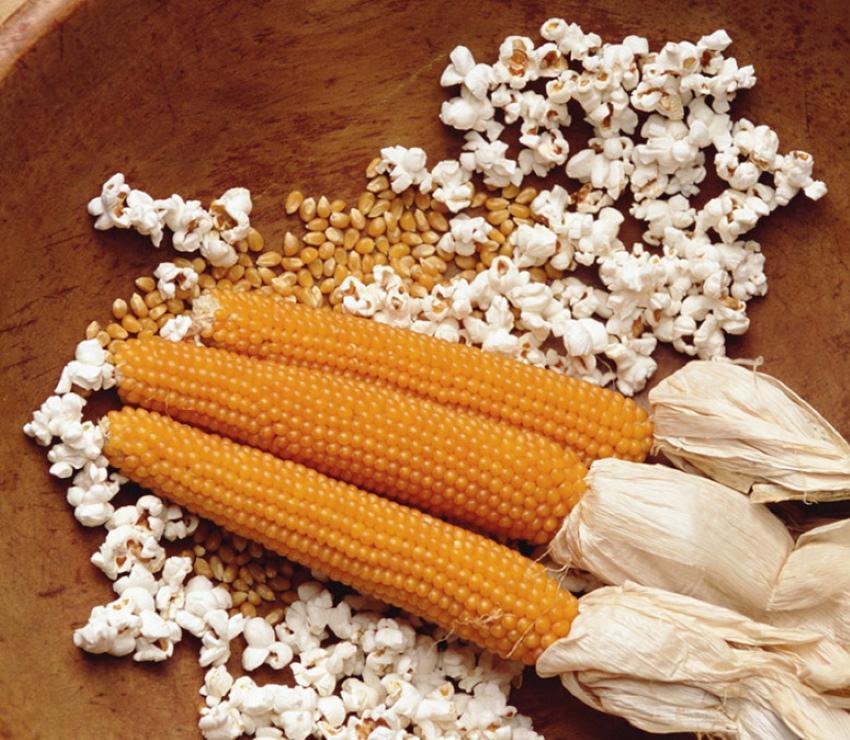 maissilajikkeet popcornille