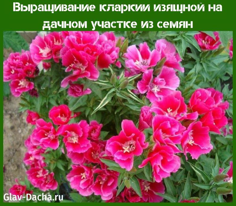 kasvava clarke siro