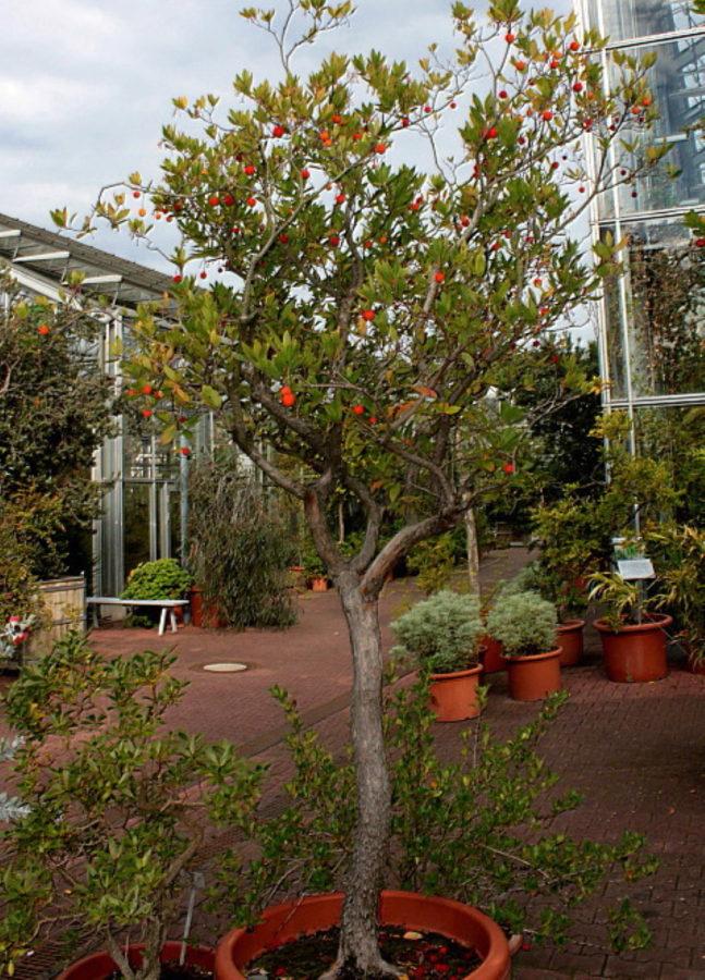 arbutus ammeessa
