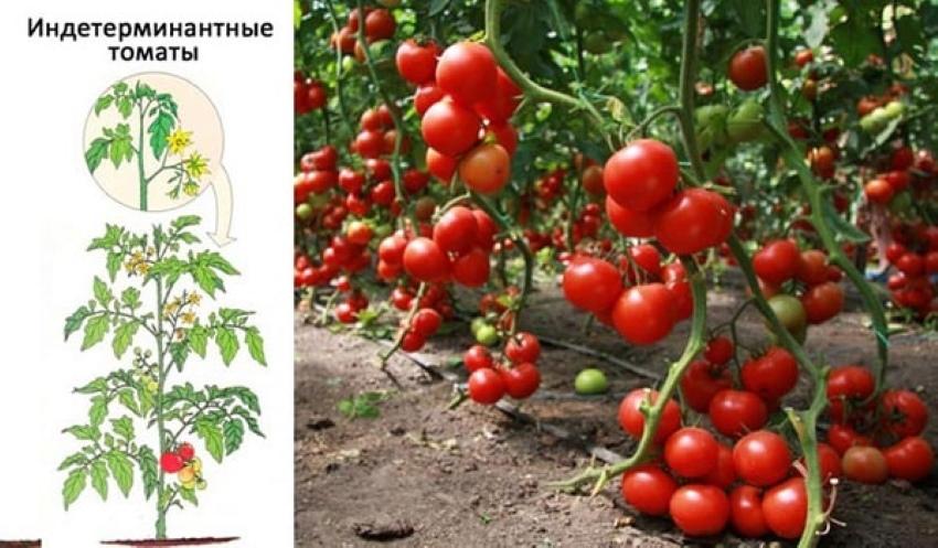 määrittelemättömät tomaatit