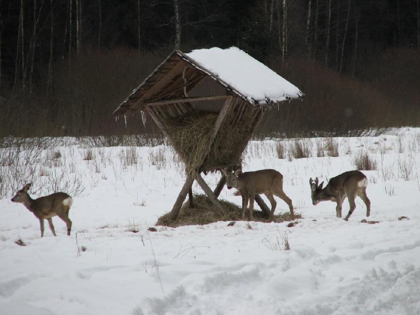 eläinten ruokintalaitteet