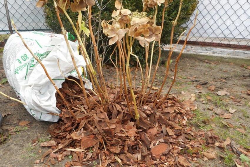 hydrangea syksyllä