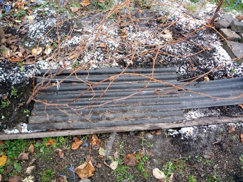 miten piilottaa rypäleet keskikaistalla