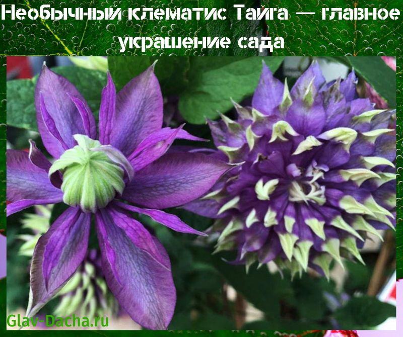 klematis taiga