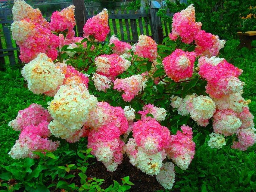 kun hydrangea paniculata kukkii