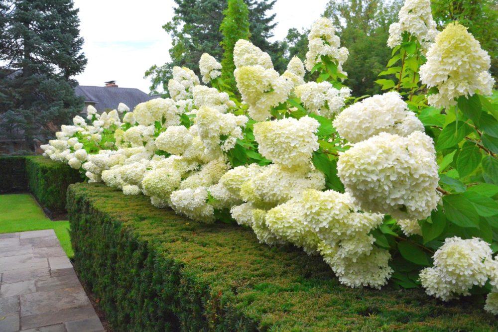 hydrangea