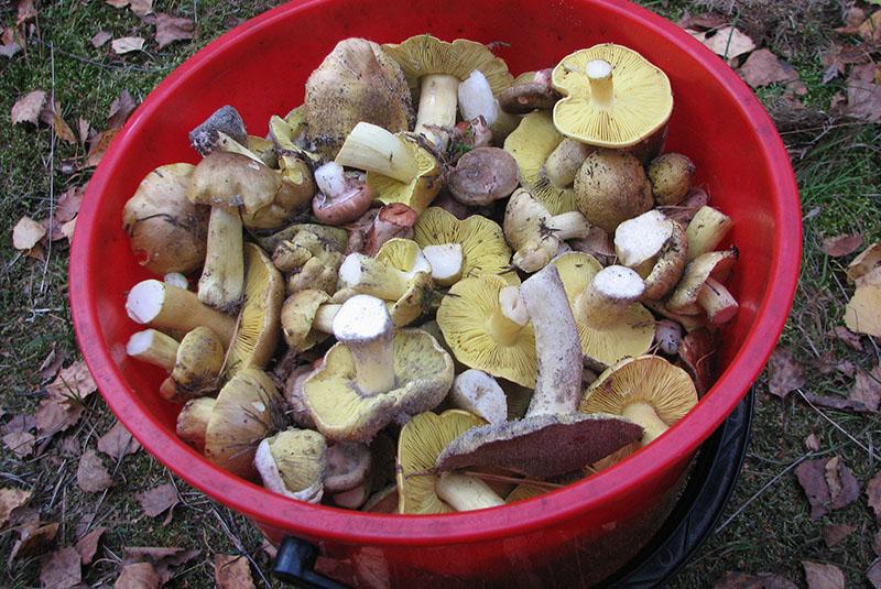 vihersimpukoiden kokoelma