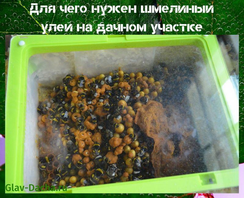 kimalaisen pesää