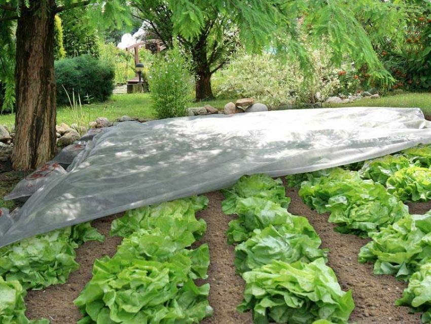 salaatti valkoisella agrokuidulla