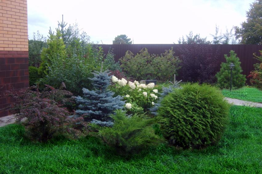 virtsarakko, havupuut ja hydrangea