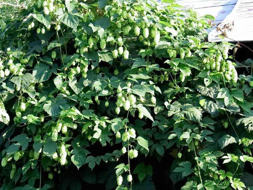 kuinka päästä eroon humalasta ikuisesti