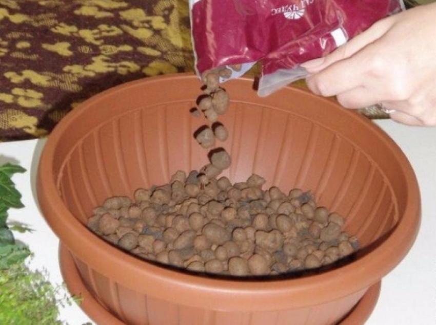 where can i buy a bonsai Bonsai indoor plant – Blooms Flowers main image 0