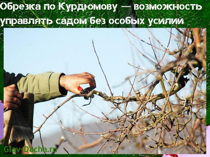 leikkaus Kurdyumov