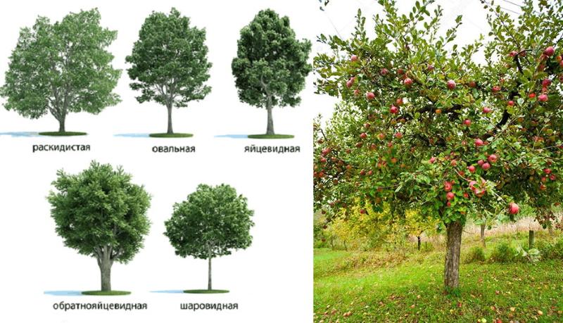 kruununmuodostussäännöt