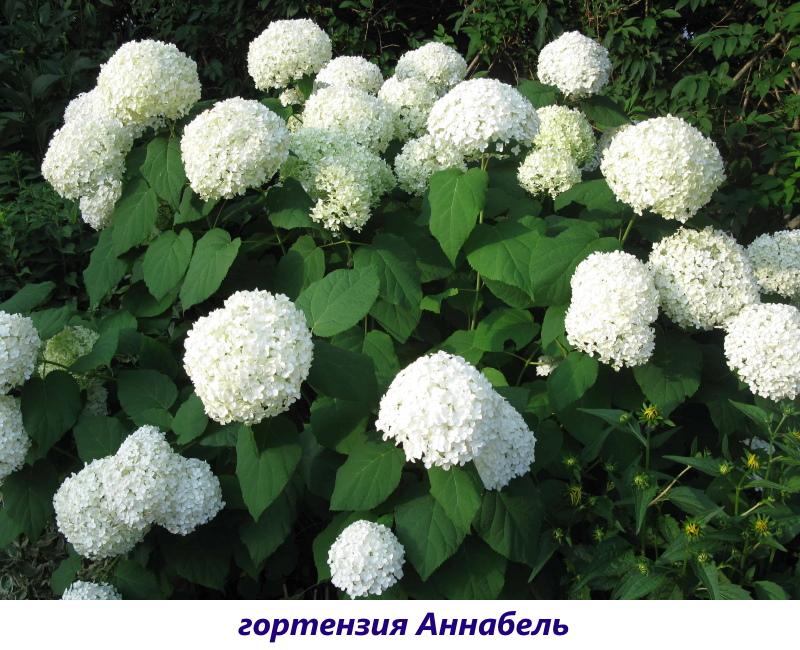 hydrangea annabelle