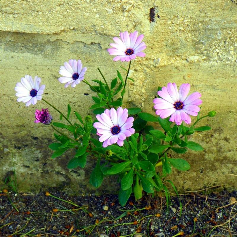 kukinta dimorphoteka