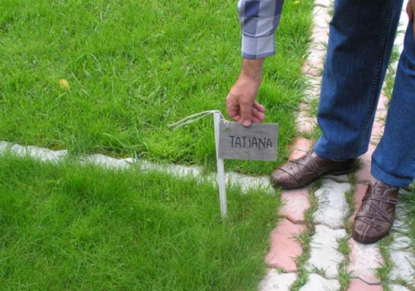 punainen fescue