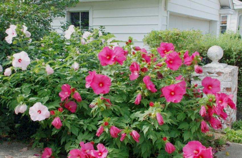 hibiscus nurmikasvien istutus ja hoito kuva