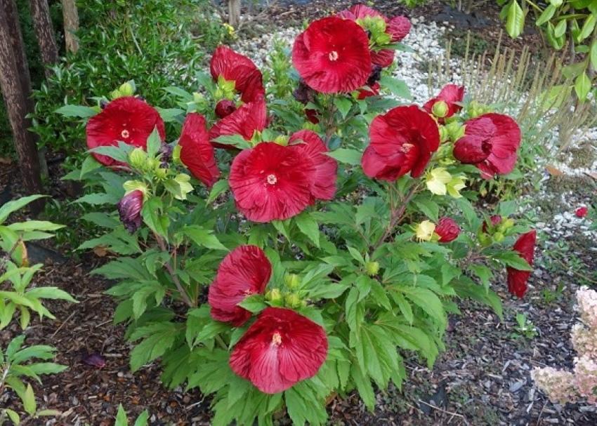 hibiskin yrtti
