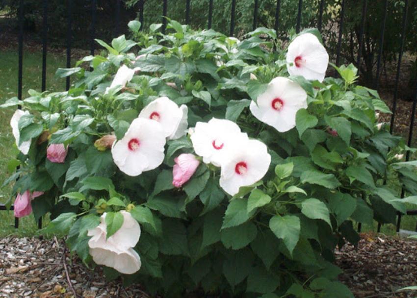 hibiskin istutuspaikka