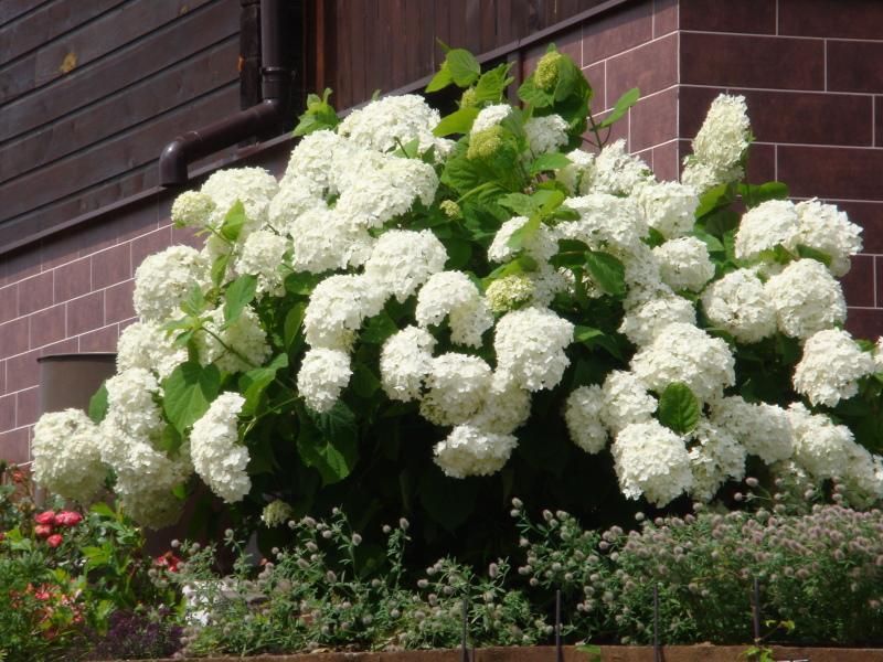 hydrangea-puulajikkeet valokuvalla