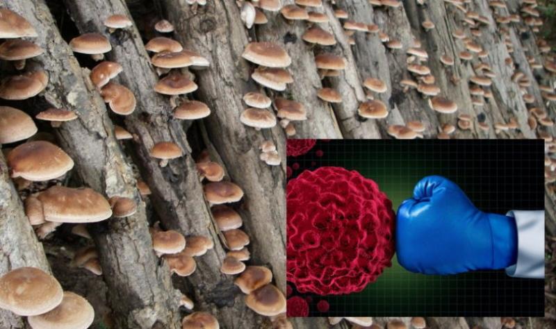 shiitake-sienet hyödyttävät ja vahingoittavat