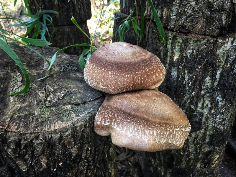 shiitake puussa