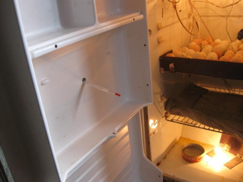 DIY-inkubaattori jääkaapista