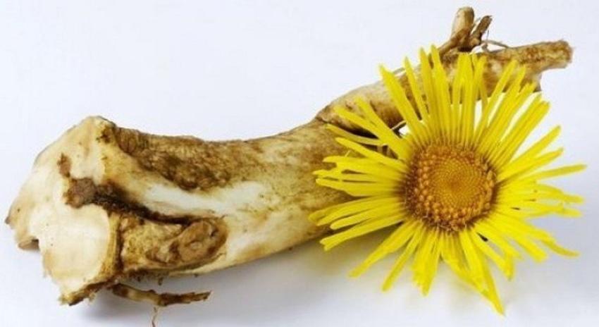 elecampane juuri mikä auttaa