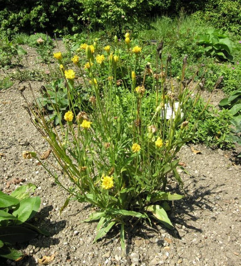 skorpionipensas