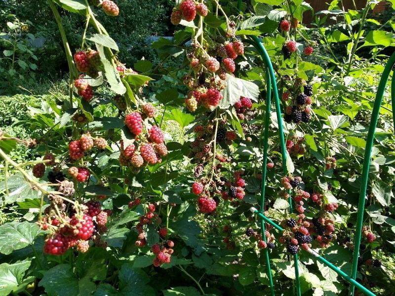 ezhemalina laskeutuminen ja hoito lähiöissä