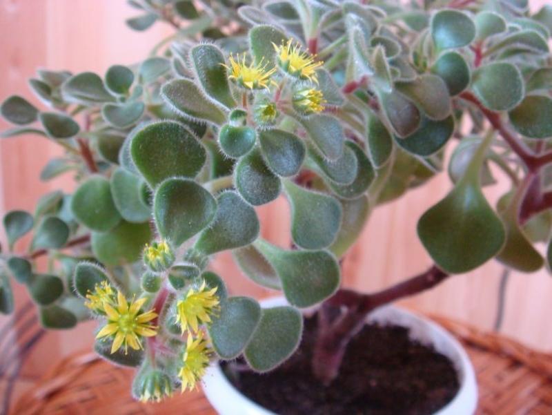 aichrizonin kotihoito