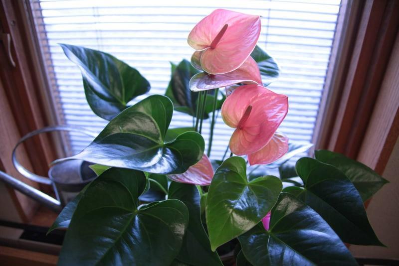 mies anthurium kukka miten hoitaa