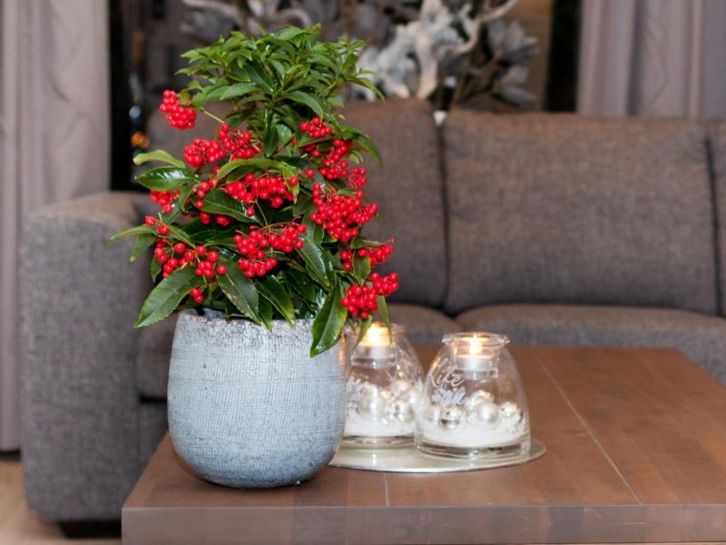 ardisia kotihoito