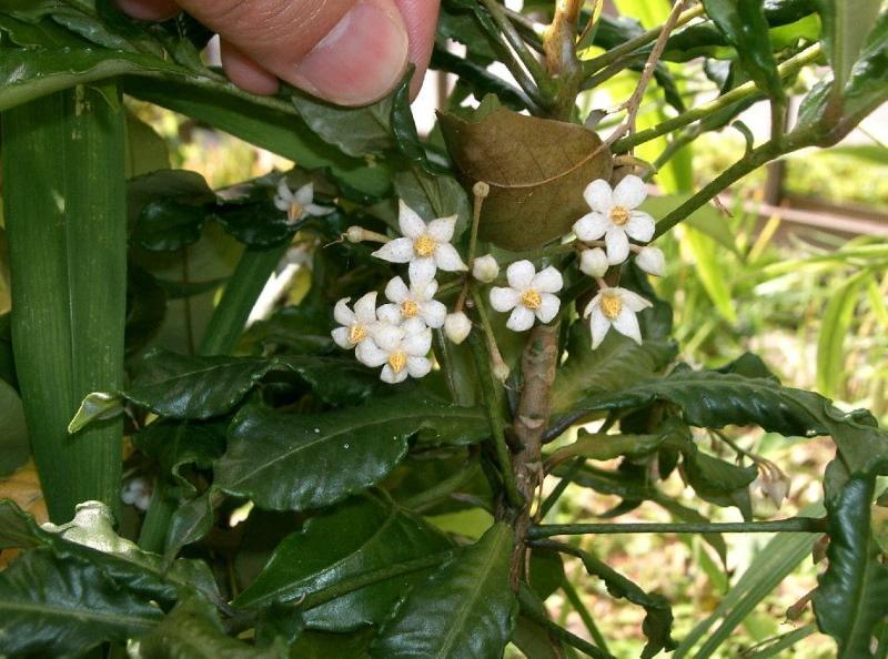kukkiva ardisia