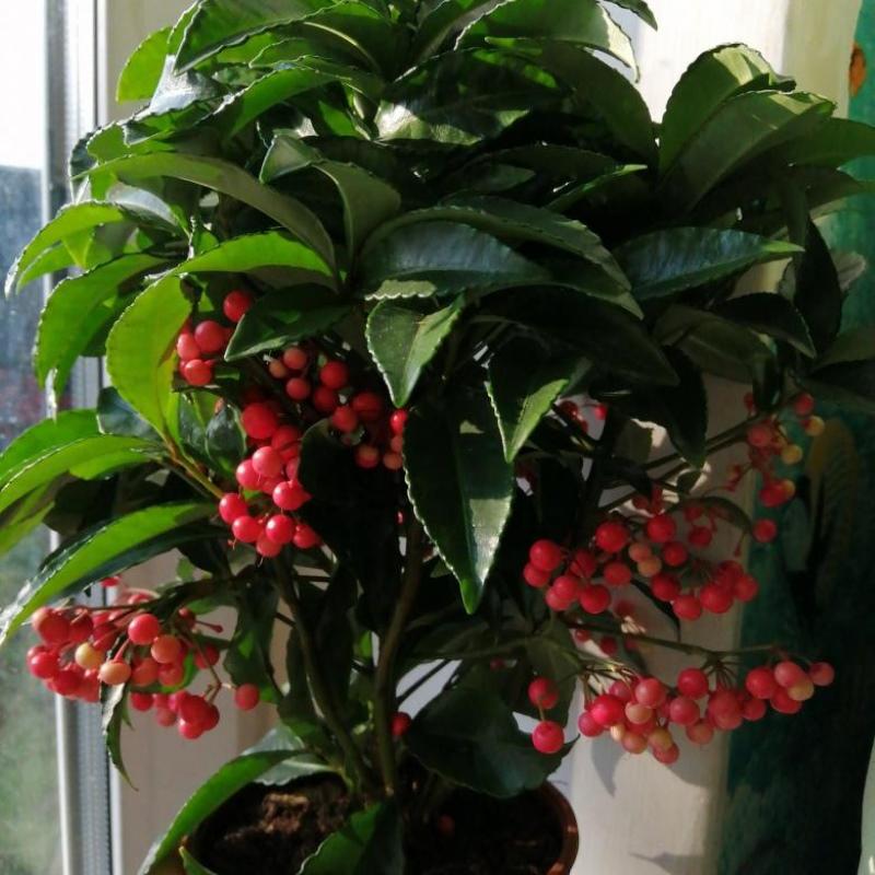 ardisia-marjoja
