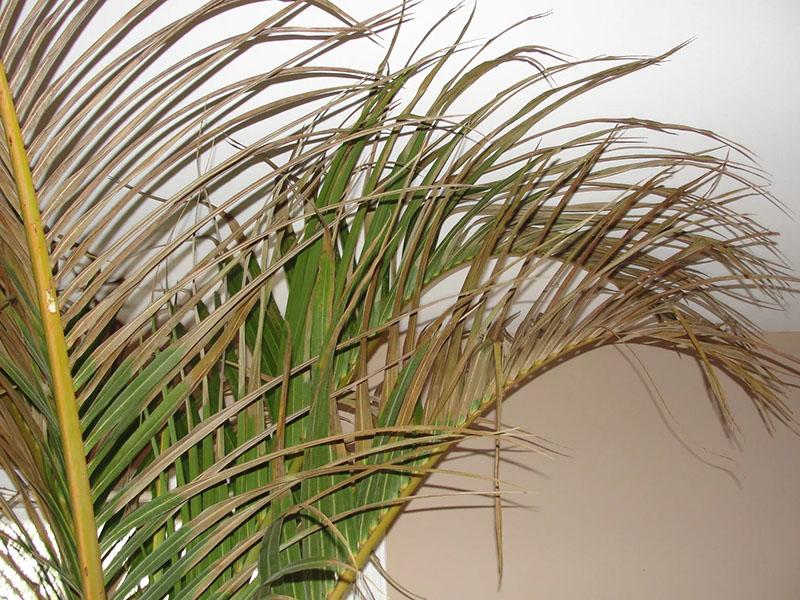 Diseases of the date palm - the leaves turn yellow, the plant does not grow