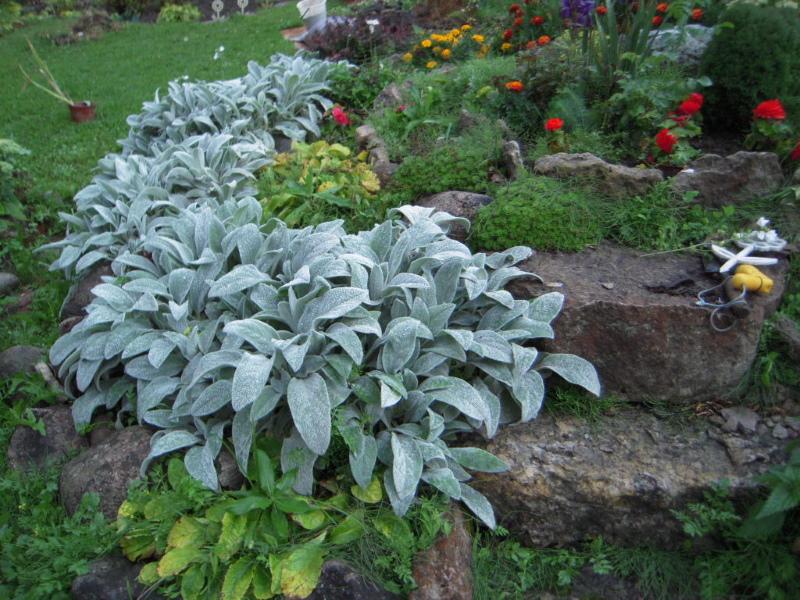 stachis bysanttinen
