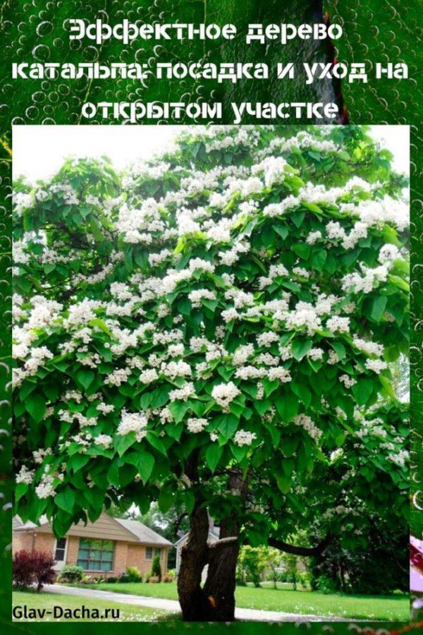 Catalpa-puiden istutus ja hoito