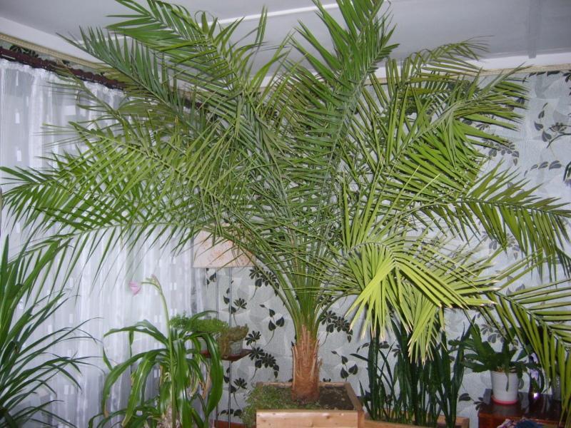 treffipalmu kotona