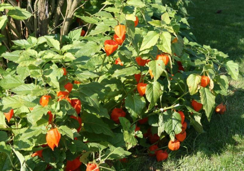 Physalis mansikan istutus ja hoito