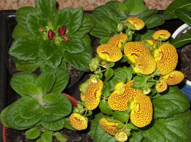 calceolaria, joka kasvaa siemenistä