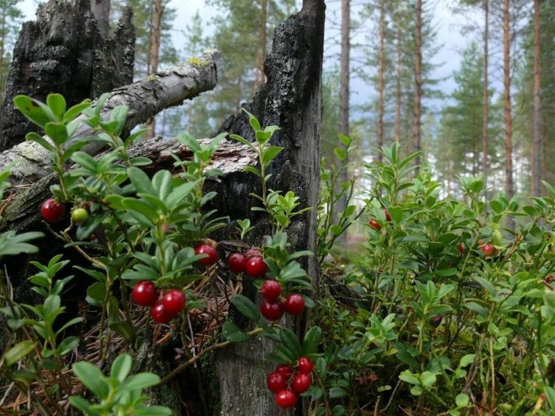 metsämarjojen kuvat ja nimet