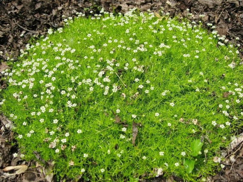 bryozoan bush -subulaatti