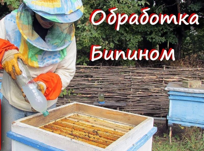 mehiläishoito bipiinillä syksyn annoksena