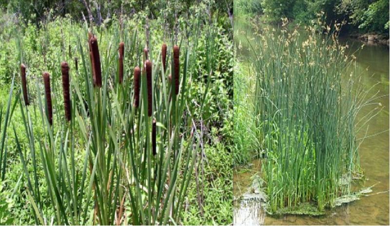 cattail- ja ruokoerot