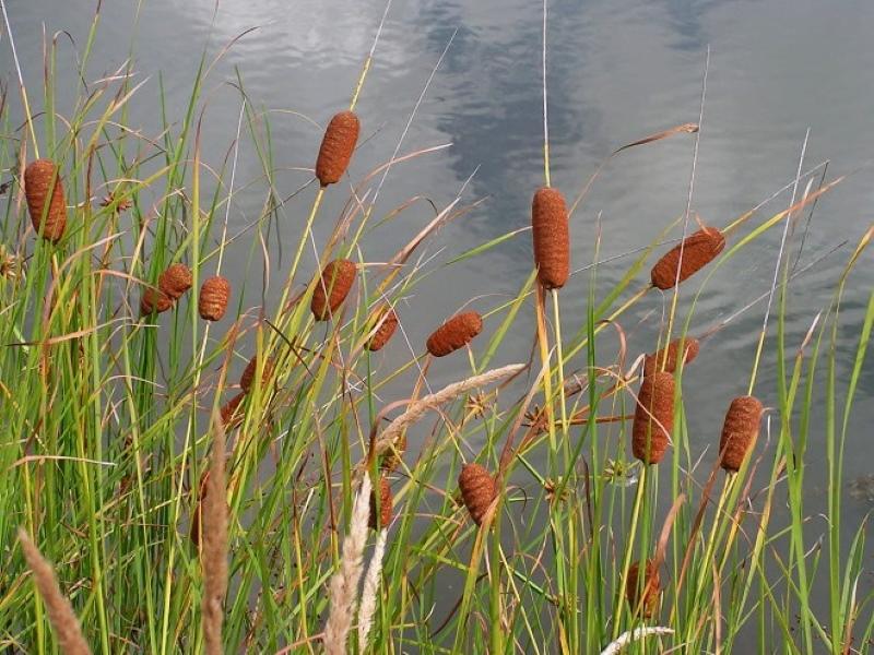 cattail