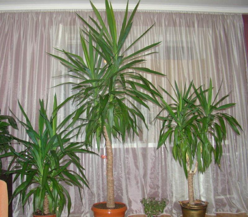 yucca kotihoito