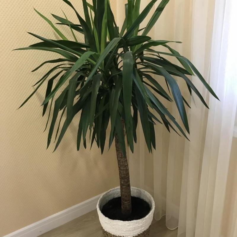 yucca-olosuhteet