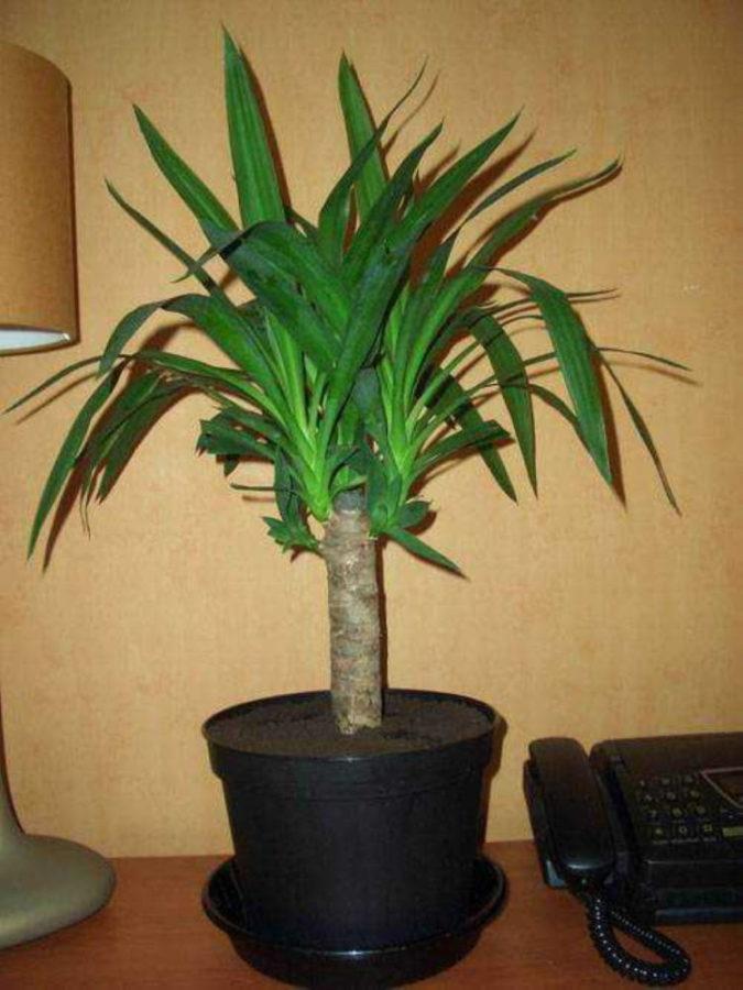 kuinka karsia yucca